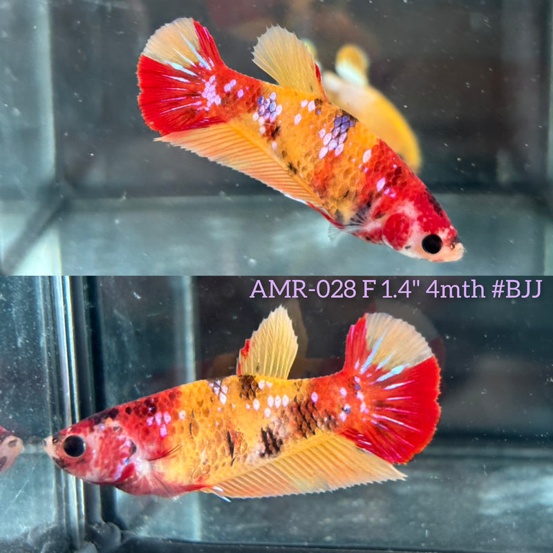 Live Female Betta Galaxy Nemo Plakat (AMR-028) High quality What you see What you get!!