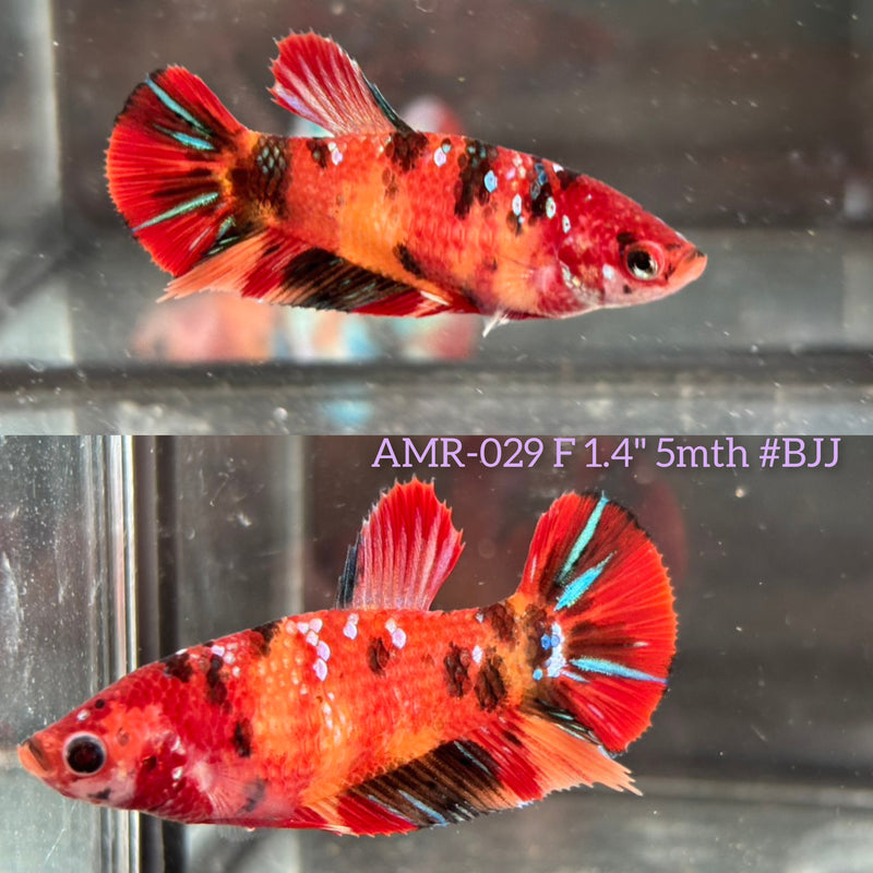 Live Female Betta Galaxy Nemo Plakat (AMR-029) High quality What you see What you get!!