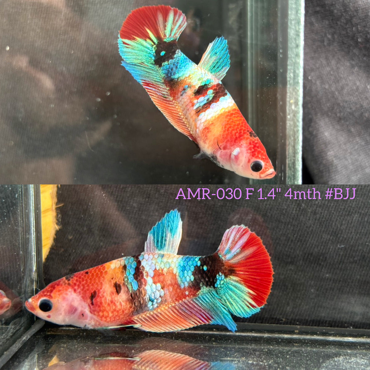 Live Female Betta Galaxy Nemo Plakat (AMR-030)S286✔️ High quality What you see What you get!!