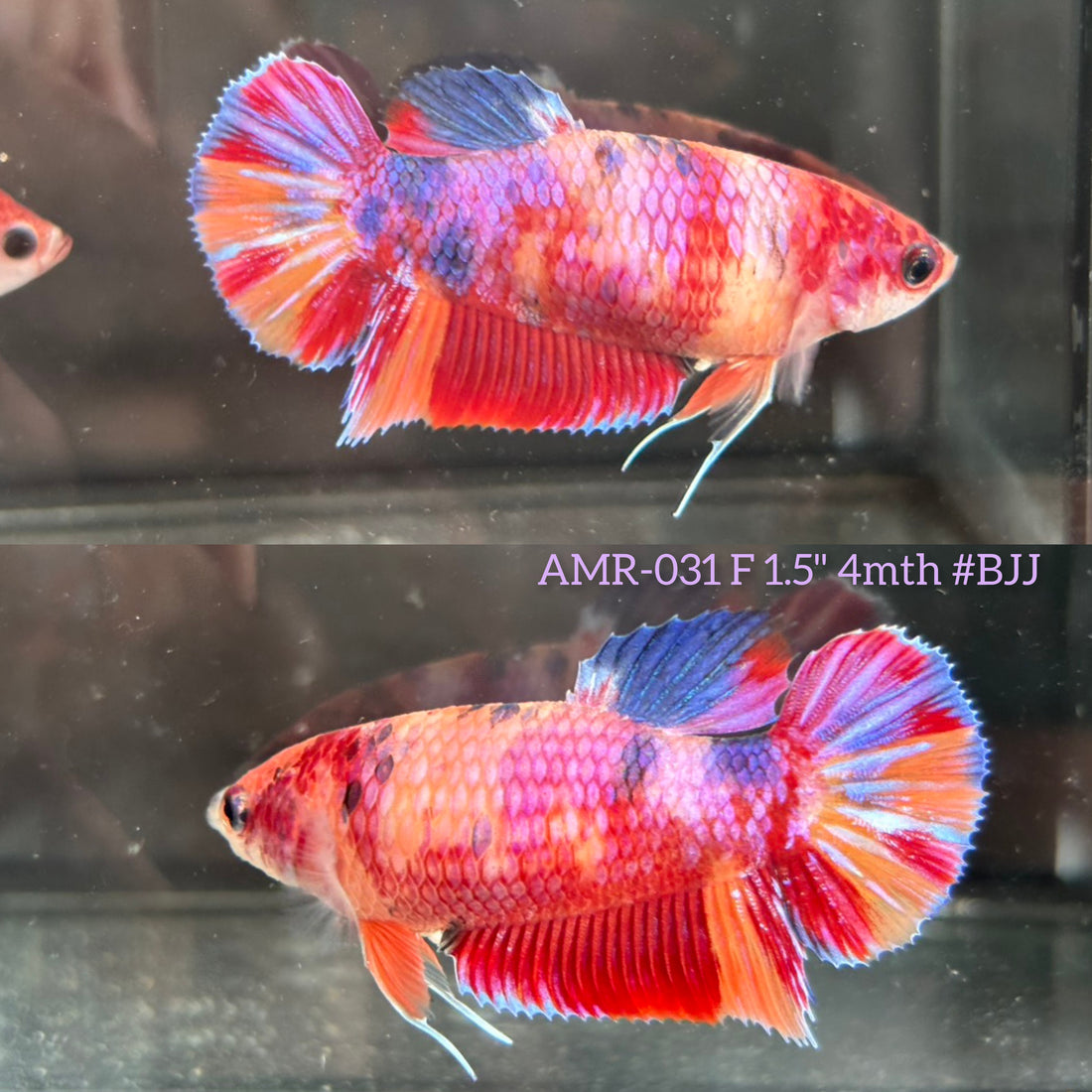 Live Female Betta Candy Sweet Mixed Colors Plakat (AMR-031) High quality What you see What you get!!