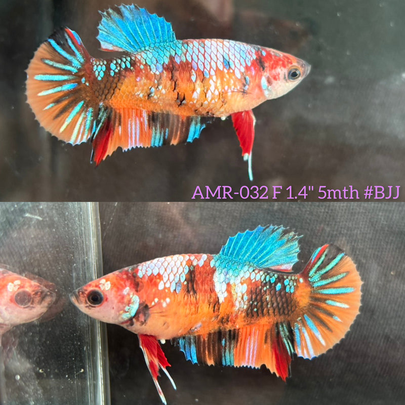 Live Female Betta Galaxy Nemo Plakat (AMR-032) High quality What you see What you get!!