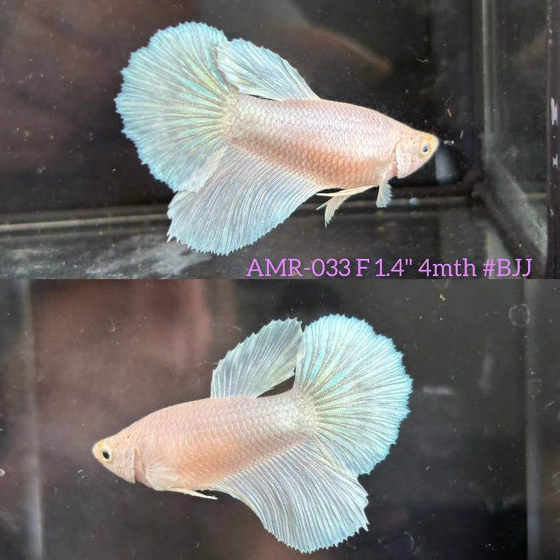 Live Female Betta Platinum White Solid color Halfmoon (AMR-033) High quality What you see What you get!!