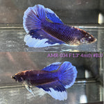 Live Female Betta Royal Blue Butterfly Halfmoon (AMR-034)S354✔️ High quality What you see What you get!!