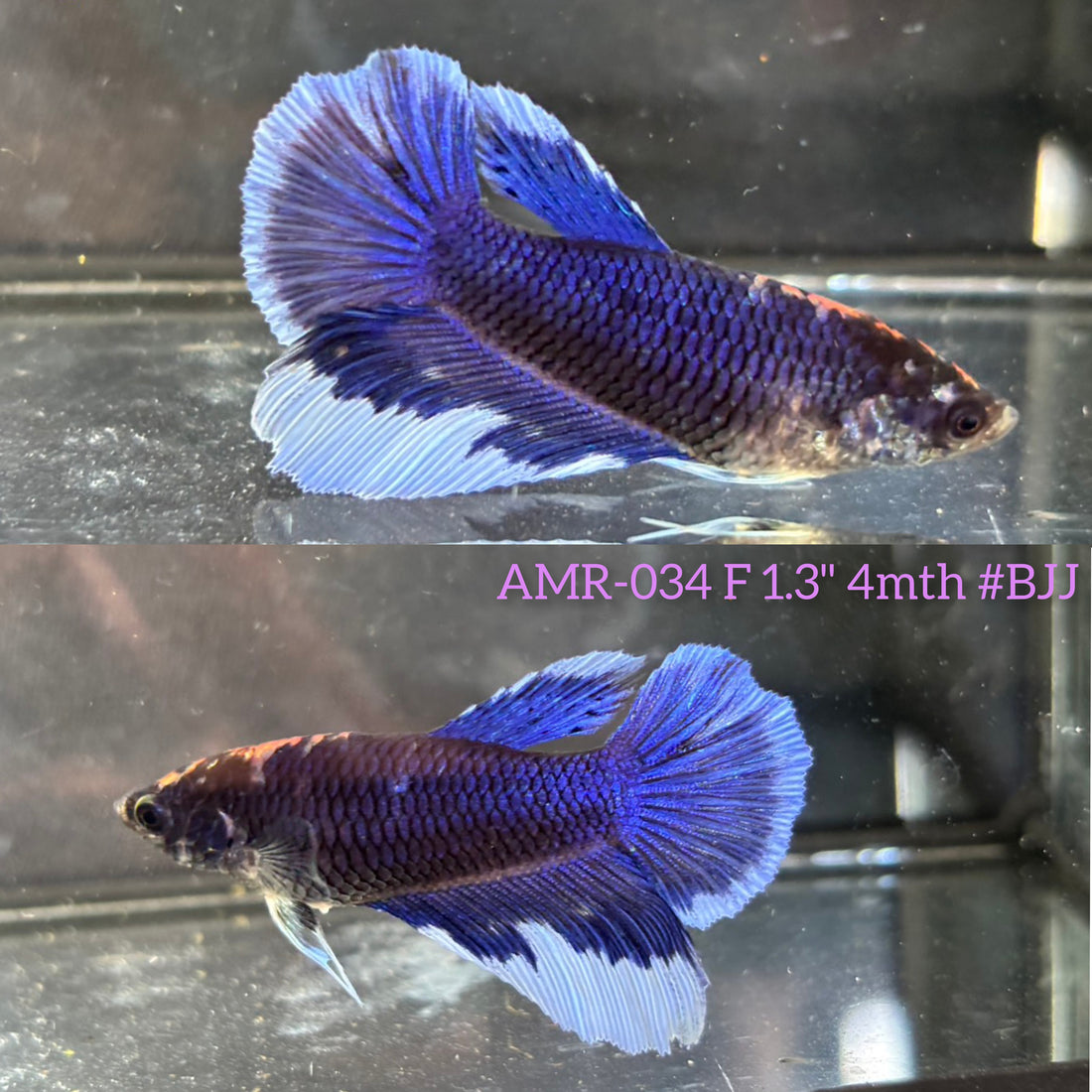 Live Female Betta Royal Blue Butterfly Halfmoon (AMR-034)S354✔️ High quality What you see What you get!!