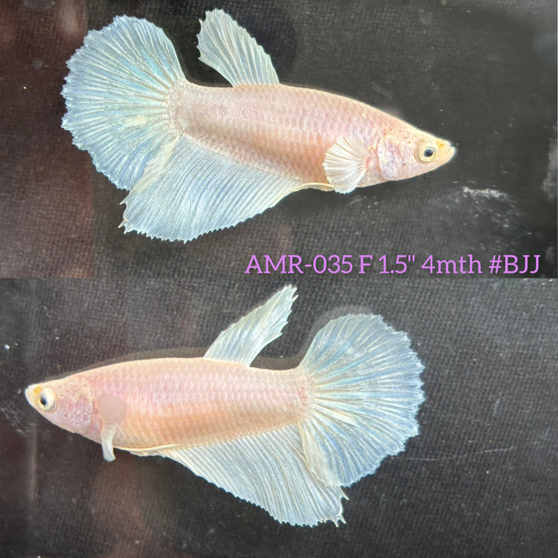 Live Female Betta Platinum White Solid color Halfmoon (AMR-035) High quality What you see What you get!!