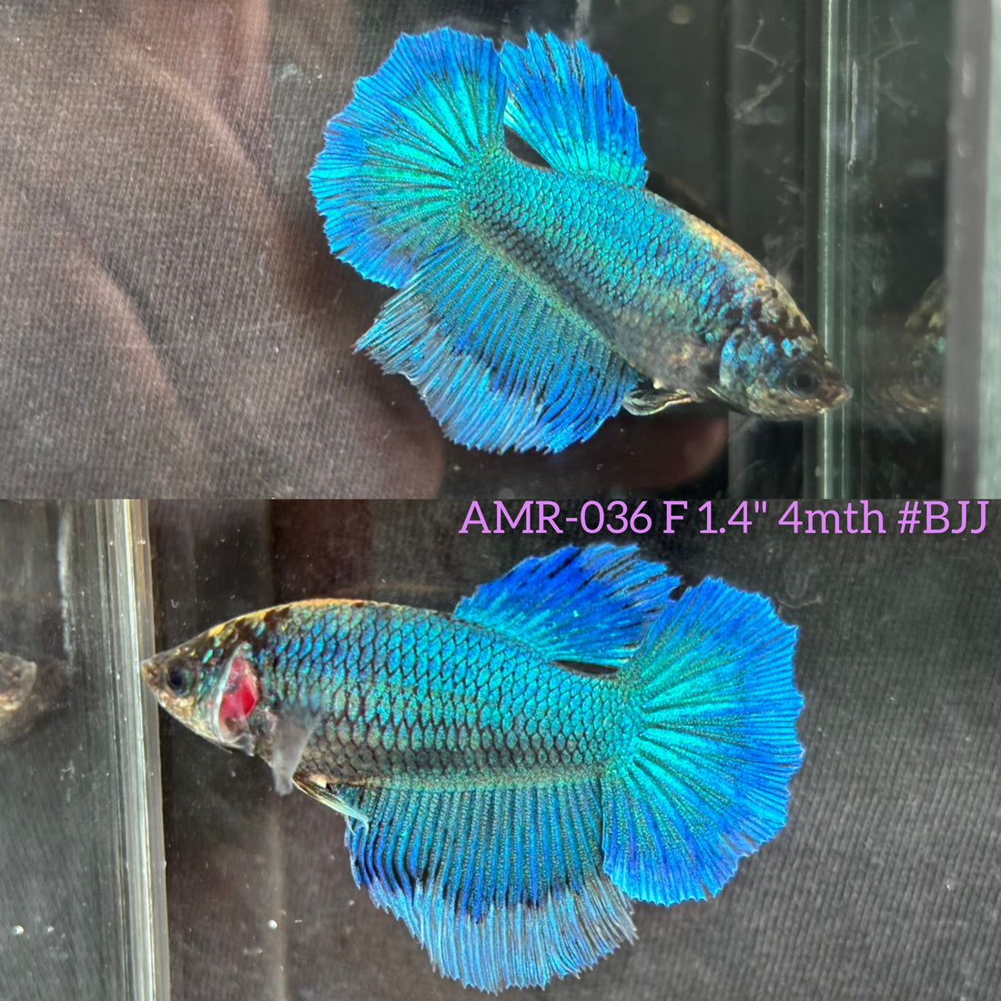 Live Female Betta Green Turquoise Butterfly Halfmoon (AMR-036) High quality What you see What you get!!