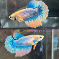 Live Female Betta Yellow Blue Grizzle Halfmoon (AMR-037) High quality What you see What you get!!