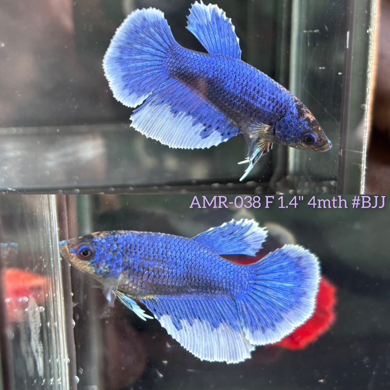 Live Female Betta Royal Blue Butterfly Halfmoon (AMR-038) High quality What you see What you get!!