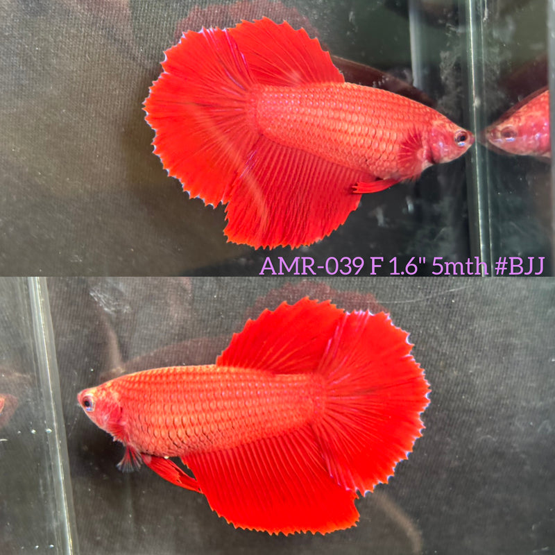 Live Female Betta Super Red Solid color Halfmoon Rosetail (AMR-039) High quality What you see What you get!!!