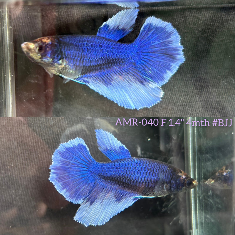 Live Female Betta Royal Blue Butterfly Halfmoon (AMR-040) High quality What you see What you get!!