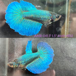Live Female Betta Green Turquoise Solid color Halfmoon (AMR-041) High quality What you see What you get!!!