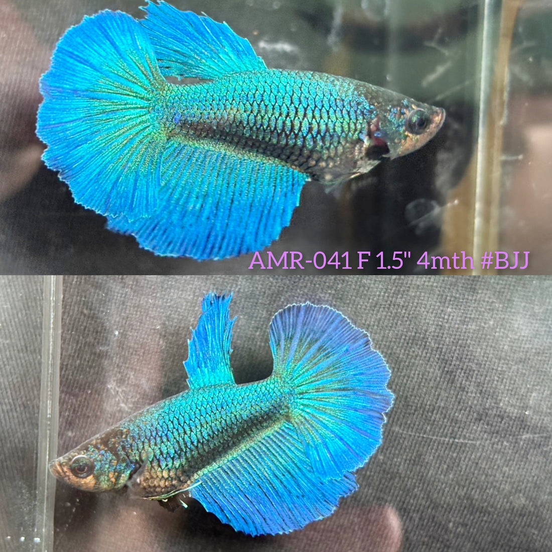 Live Female Betta Green Turquoise Solid color Halfmoon (AMR-041) High quality What you see What you get!!!