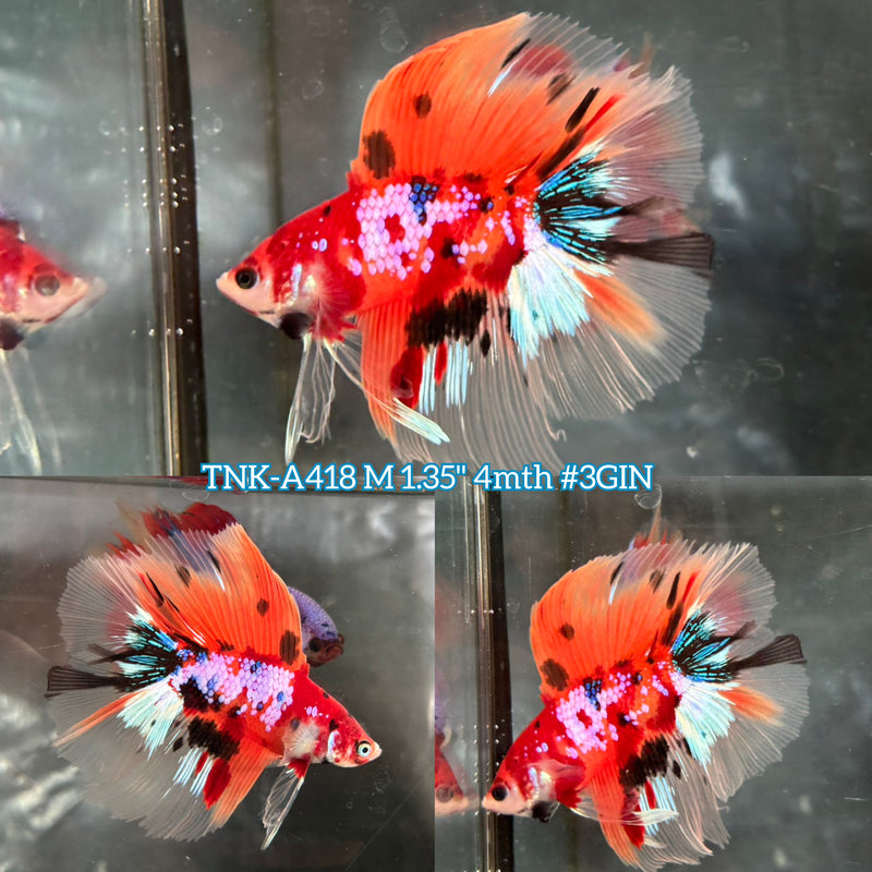 Live Male Betta Orange Galaxy Nemo Doubletail Halfmoon (TNK-A418) High quality What you see What you get!!