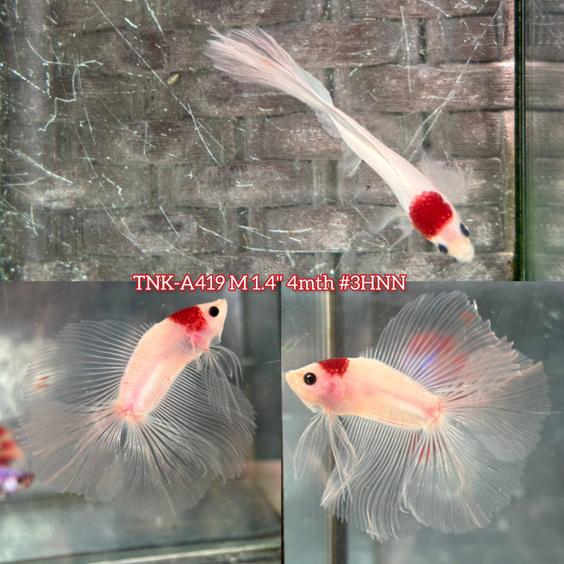 Live Male Betta Classic Red Koi Headmarking Tancho Doubletail Halfmoon (TNK-A419) High quality What you see What you get!!