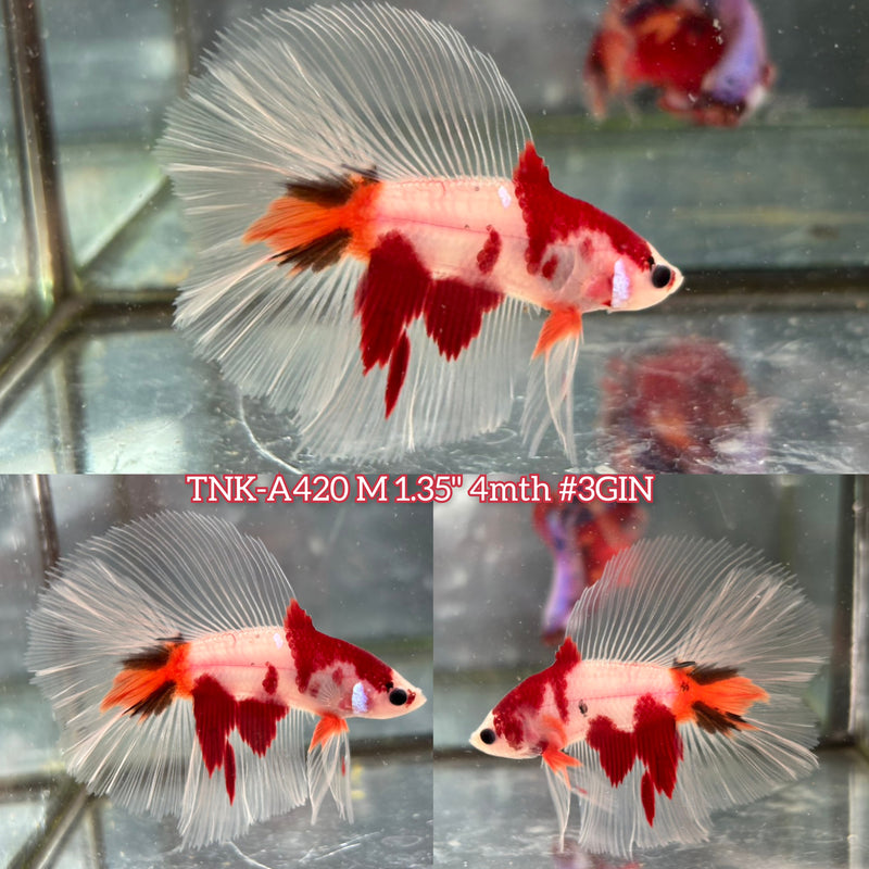 Live Male Betta Classic Red Koi Doubletail Halfmoon (TNK-A420) High quality What you see What you get!!