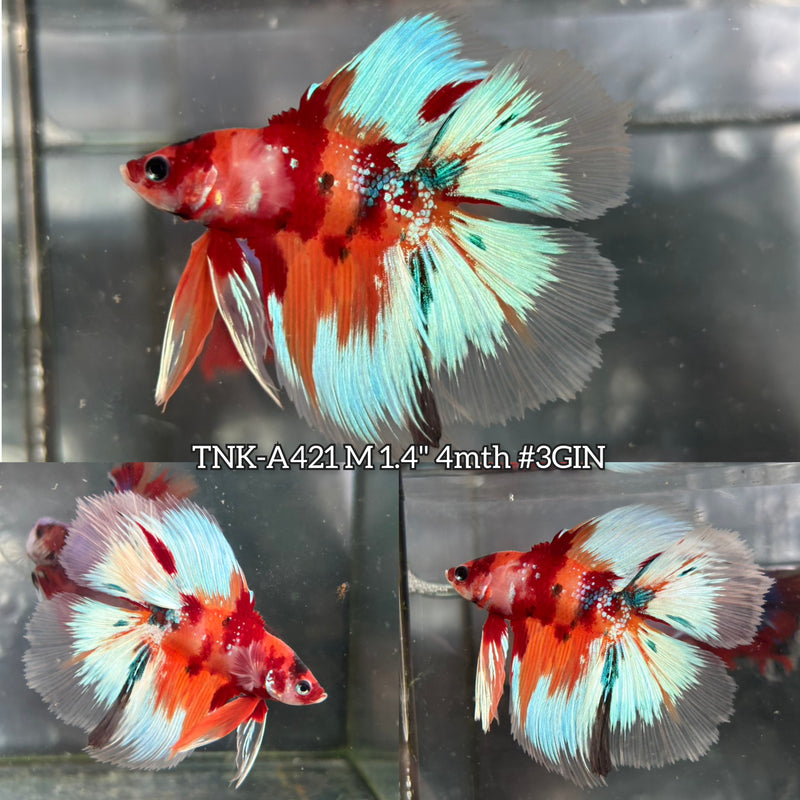 Live Male Betta Orange Galaxy Nemo Doubletail Halfmoon (TNK-A421) High quality What you see What you get!!