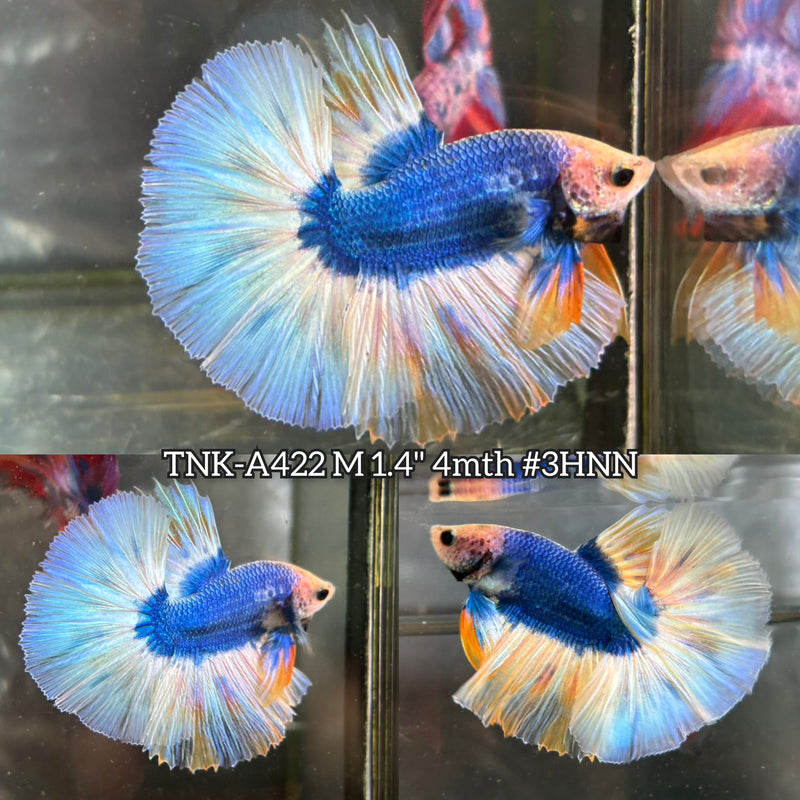 Live Male Betta Blue Yellow Mascot Halfmoon (TNK-A422) High quality What you see What you get!!