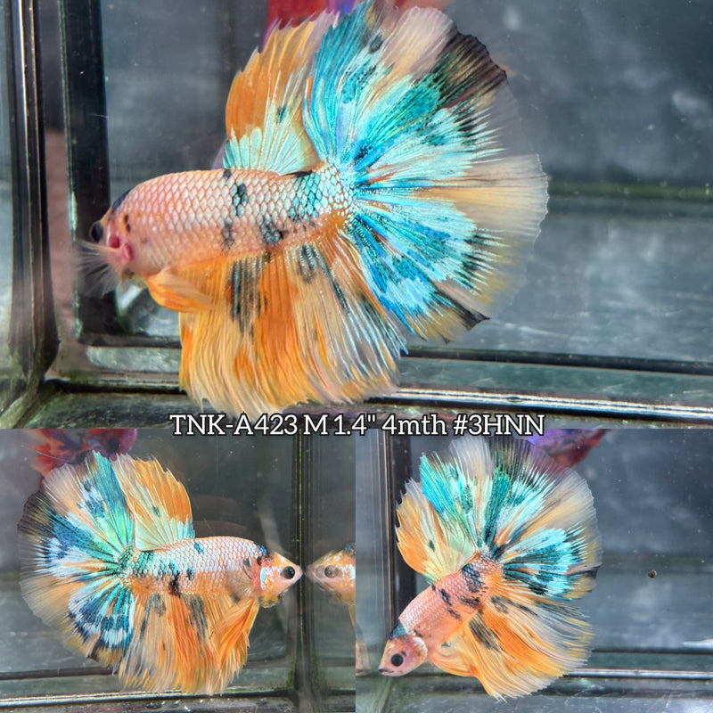 Live Male Betta Fancy Yellow Marble Over Halfmoon (TNK-A423) High quality What you see What you get!!