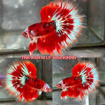 Live Male Betta Red Galaxy Koi Halfmoon (TNK-A424) High quality What you see What you get!!