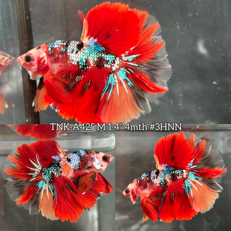 Live Male Betta Red Galaxy Koi Halfmoon Rosetail (TNK-A425) High quality What you see What you get!!