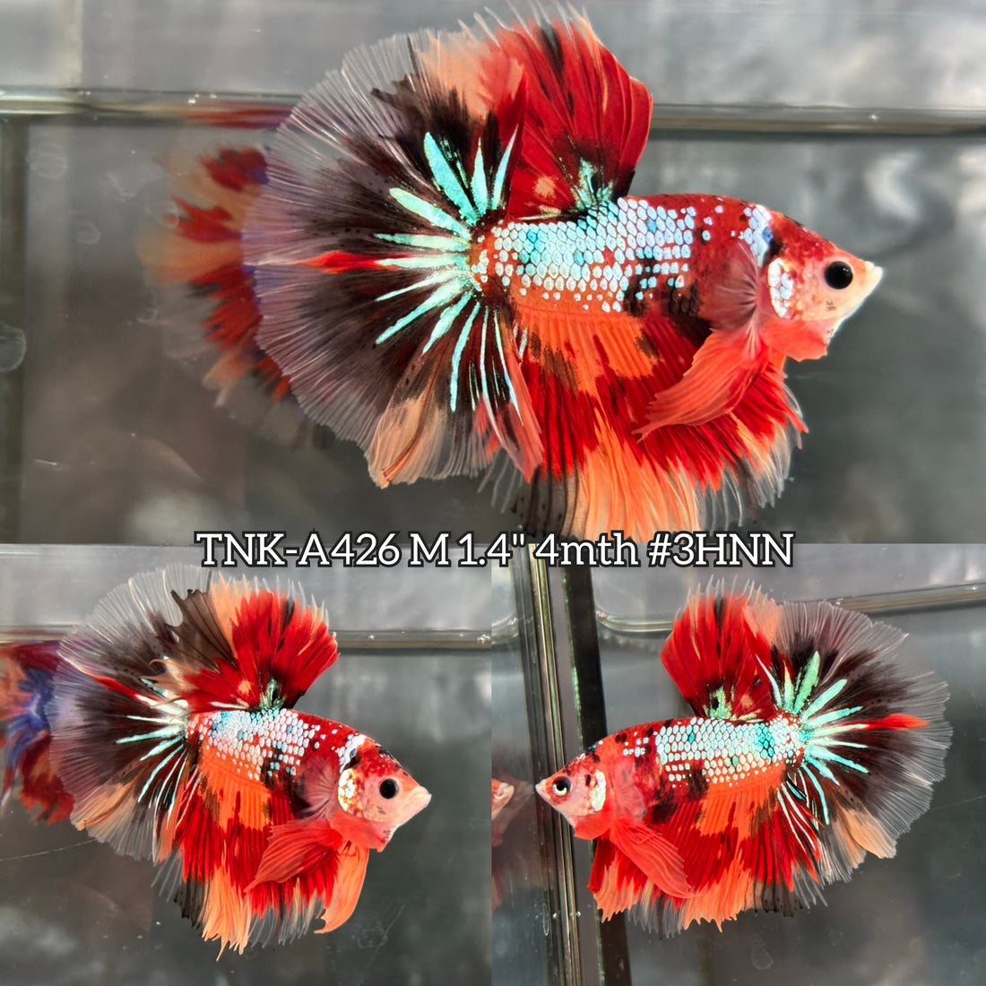 Live Male Betta Galaxy Nemo Fire Halfmoon (TNK-A426) High quality What you see What you get!!