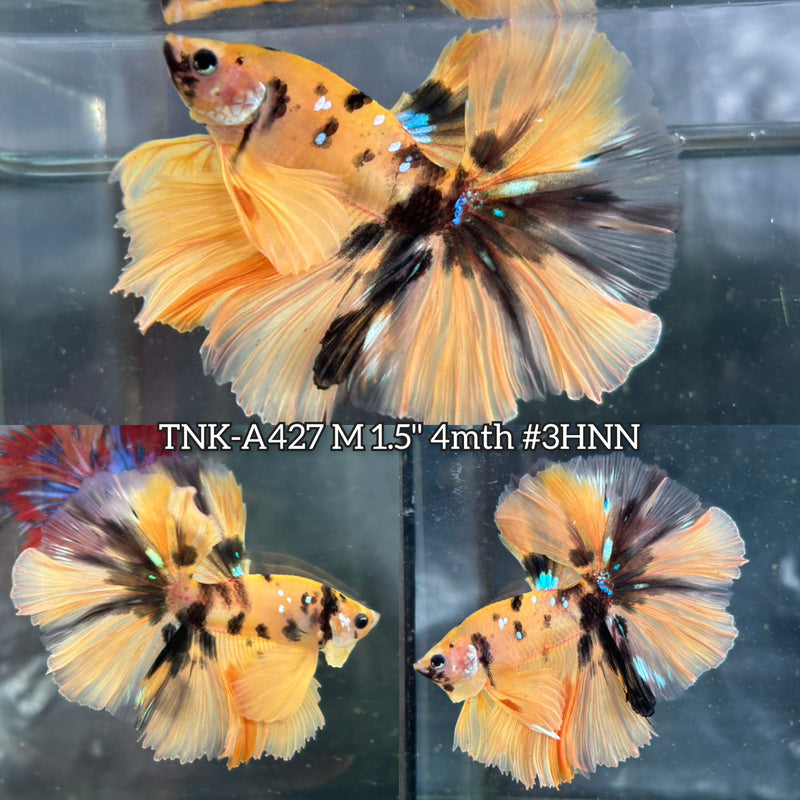 Live Male Betta Yellow Tiger Galaxy Koi Over Halfmoon (TNK-A427) High quality What you see What you get!!