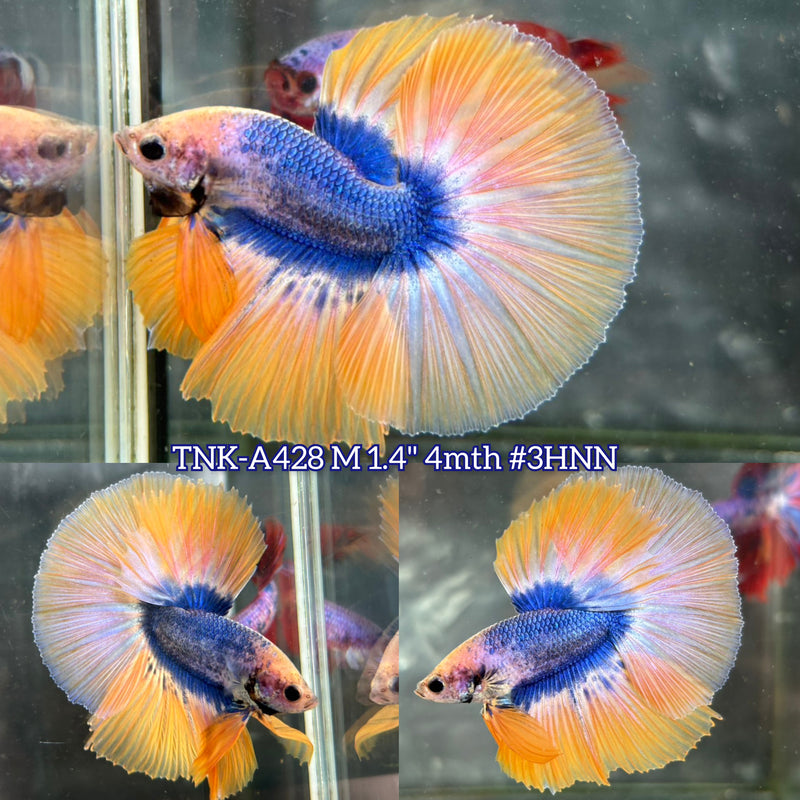 Live Male Betta Yellow Blue Mascot Over Halfmoon (TNK-A428) High quality What you see What you get!!
