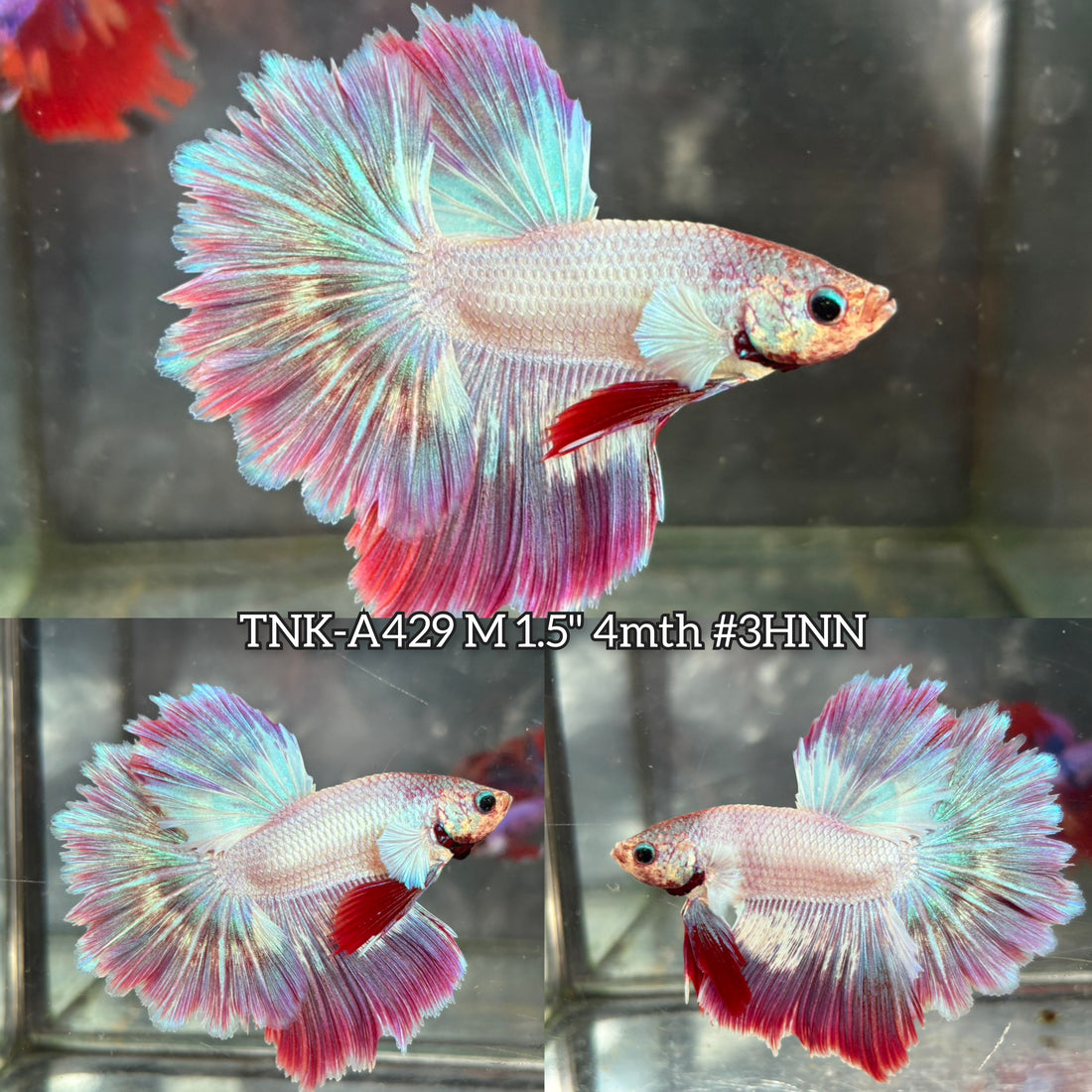 Live Male Betta Fancy Purple Pink Pastel colors Halfmoon Rosetail (TNK-A429) High quality What you see What you get!!