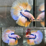 Live Male Betta Yellow Blue Mascot Halfmoon (TNK-A430) S127 High quality What you see What you get!!
