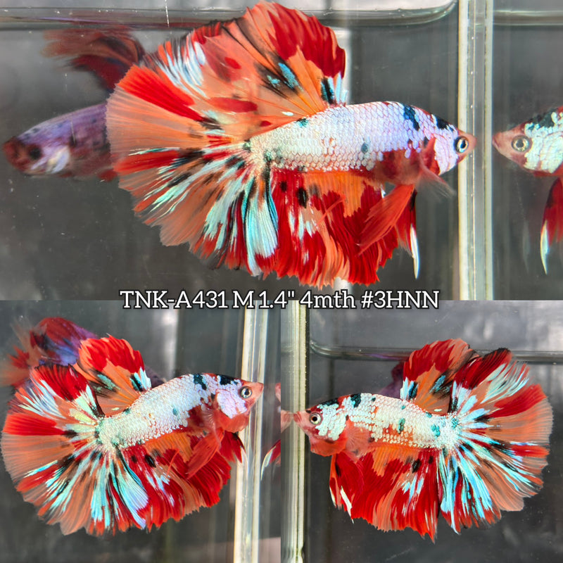 Live Male Betta Candy Marble Mixed Colors Halfmoon (TNK-A431) High quality What you see What you get!!
