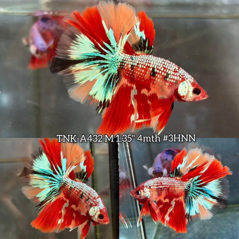 Live Male Betta Candy Metallic Mixed Colors Halfmoon (TNK-A432) High quality What you see What you get!!