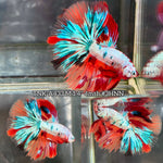 Live Male Betta Fancy Marble Three colors Halfmoon (TNK-A433) High quality What you see What you get!!