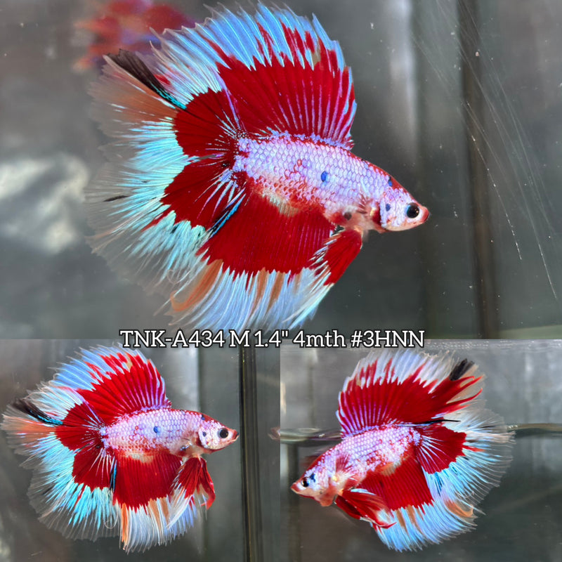 Live Male Betta Fancy Red Koi Doubletail Halfmoon (TNK-A434) High quality What you see What you get!!