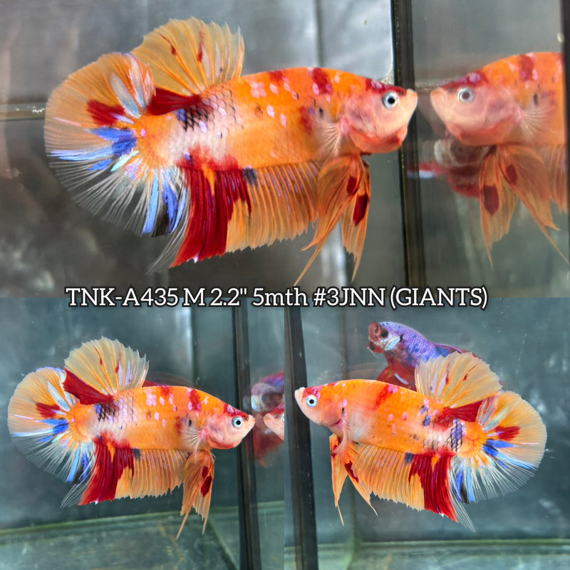 Live Male Betta Orange Galaxy Nemo Giants Plakat (TNK-A435) High quality What you see What you get!!