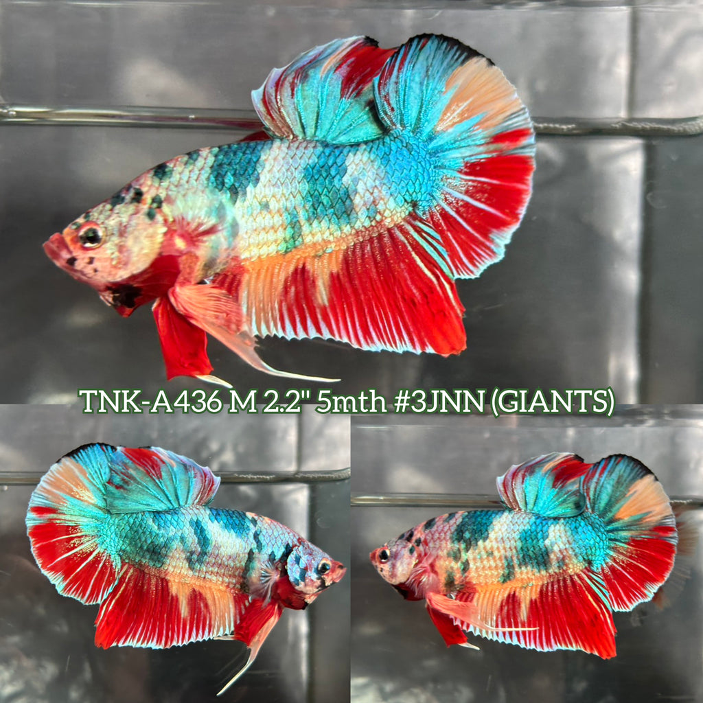 Live Male Betta Candy Marble Giants Plakat (TNK-A436) S202 High
