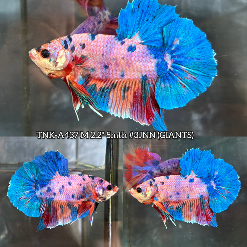 Live Male Betta Fancy Marble Giants Plakat (TNK-A437) High quality What you see What you get!!