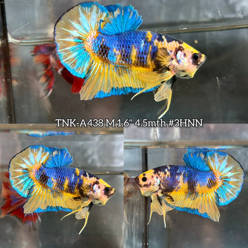 Live Male Betta Fancy Yellow Blue Marble Plakat (TNK-A438) High quality What you see What you get!!