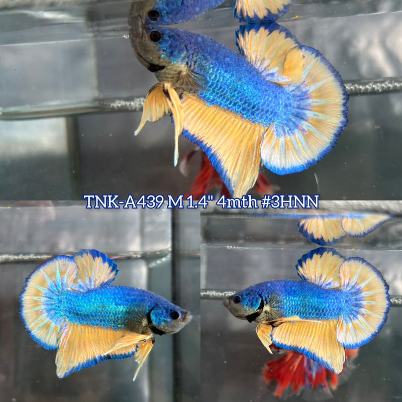 Live Male Betta Yellow Blue Mustard Gas Plakat (TNK-A439) High quality What you see What you get!!