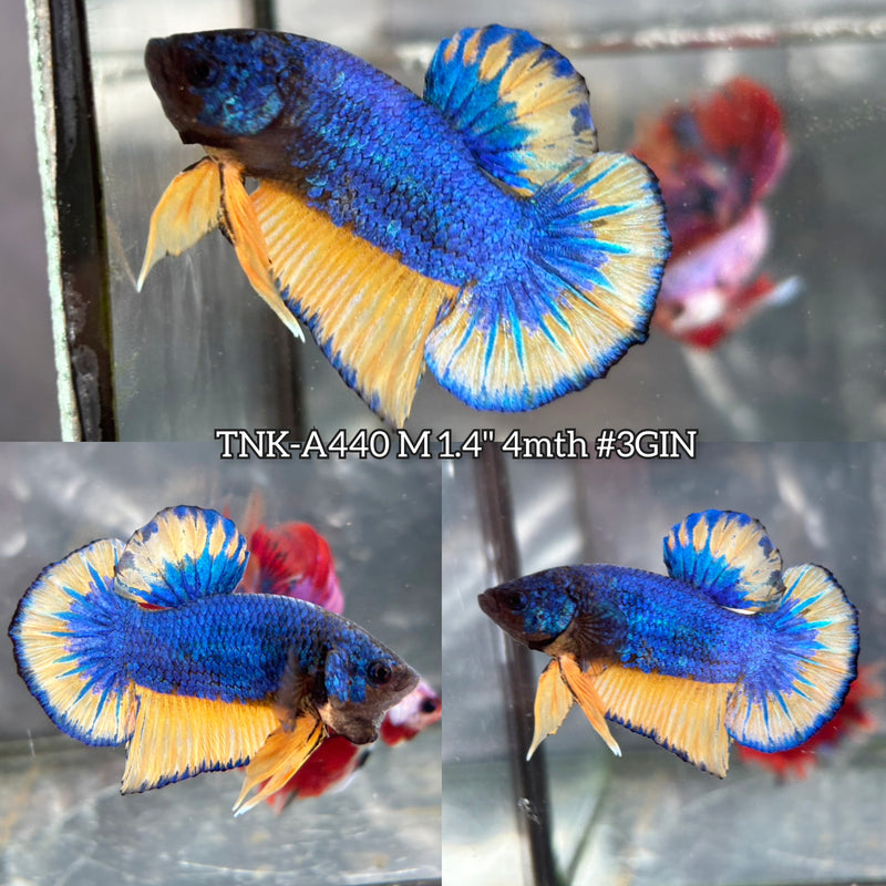 Live Male Betta Yellow Blue Mustard Plakat (TNK-A440) High quality What you see What you get!!