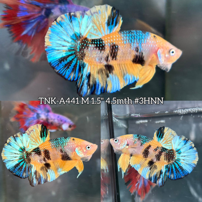 Live Male Betta Yellow Tiger Metallic Koi Plakat (TNK-A441) High quality What you see What you get!!