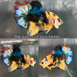 Live Male Betta Yellow Black Tiger Koi Plakat (TNK-A442) S277 High quality What you see What you get!!