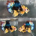 Live Male Betta Yellow Black Tiger Koi Plakat (TNK-A442) S277 High quality What you see What you get!!