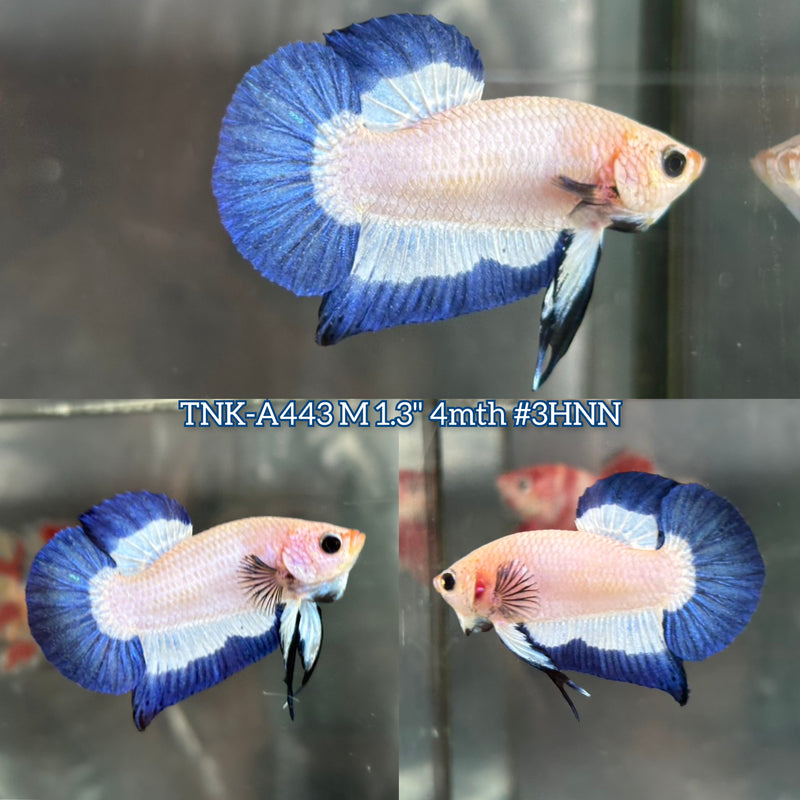 Live Male Betta Blue Rim Marble Plakat (TNK-A443) High quality What you see What you get!!