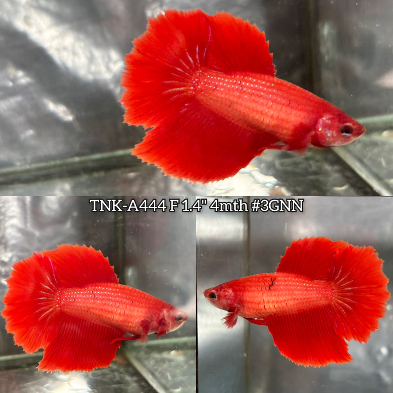 Live Female Betta Super Red Solid color Halfmooon (TNK-A444) High quality What you see What you get!!