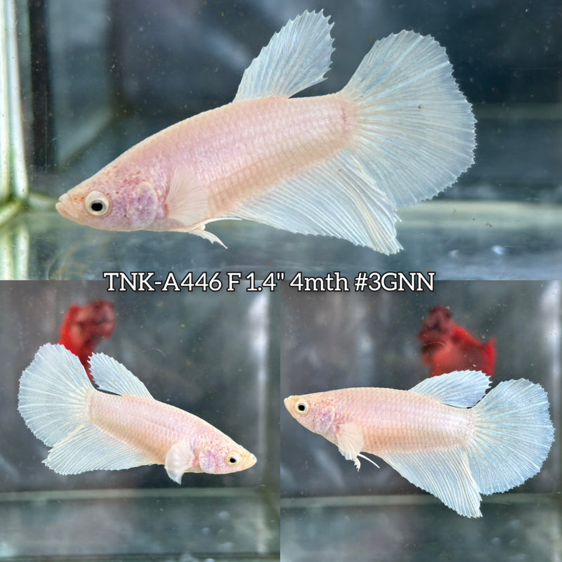 Live Female Betta Platinum white Solid Color Halfmooon (TNK-A446) High quality What you see What you get!!