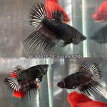Live Female Betta Black Orchid Spider Crowntail (TNK-A447)S345✔️ High quality What you see What you get!!