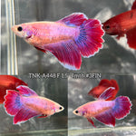 Live Female Betta Fancy Purple Pink Halfmooon Rosetail (TNK-A448) S347  High quality What you see What you get!!