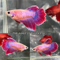 Live Female Betta Fancy Purple Pink Halfmooon Rosetail (TNK-A448) S347  High quality What you see What you get!!