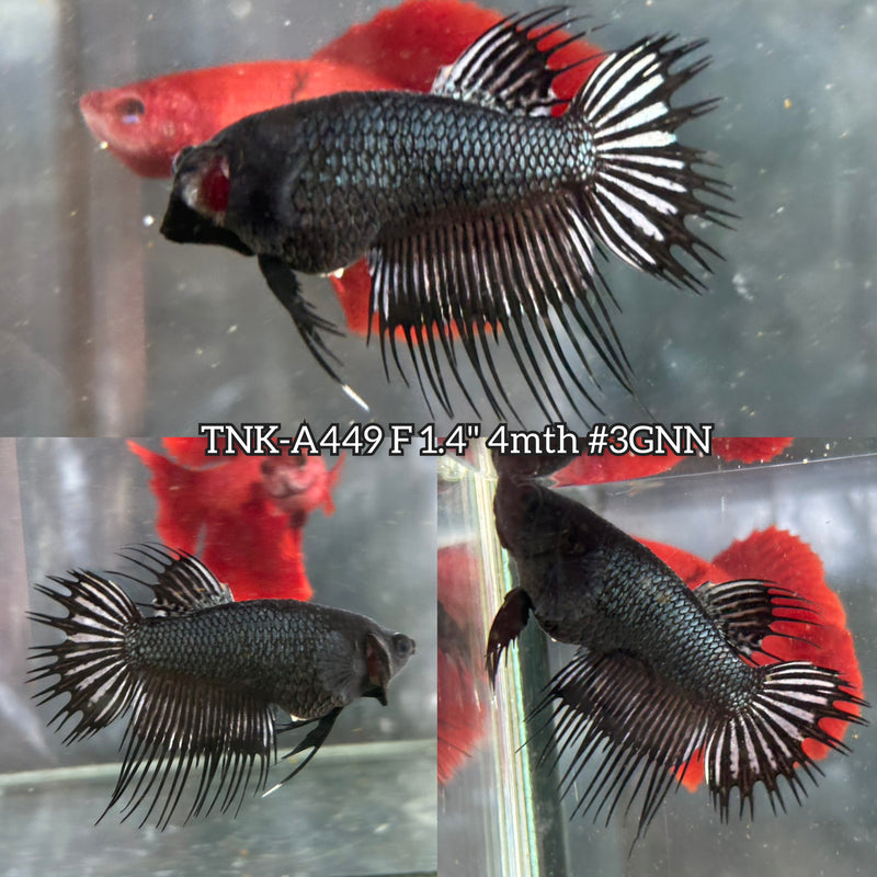 Live Female Betta Black Orchid Spider Crowntail (TNK-A449) High quality What you see What you get!!
