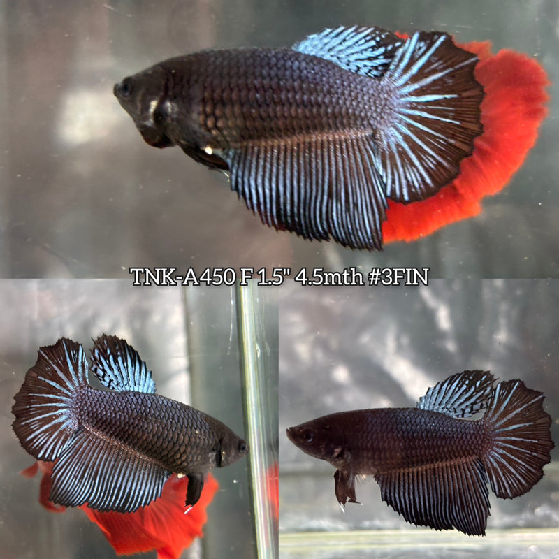 Live Female Betta Black Orchid Halfmooon (TNK-A450) High quality What you see What you get!!